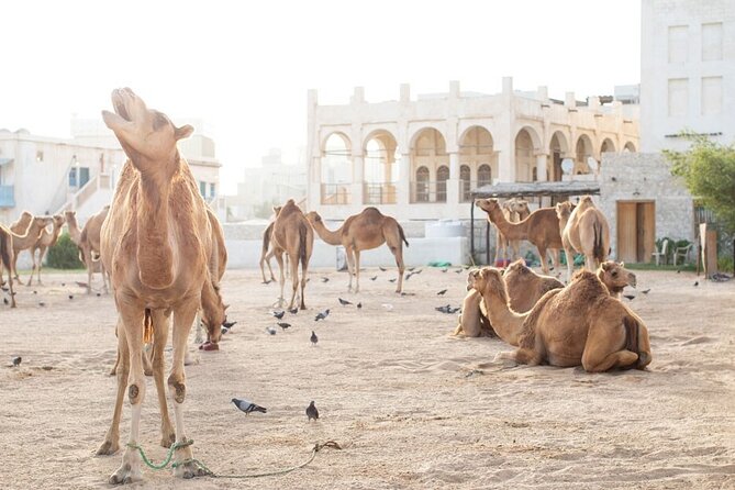 Private Doha Guided City Tour To All Main Attractions - Katara Cultural Village’s mix of art and architecture