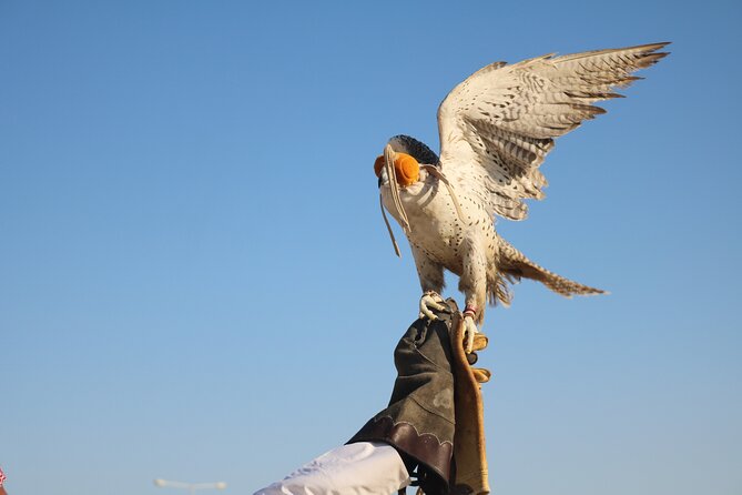 Private Dunes Bashing | Desert Safari | Sand Boarding - Camels, falcons, and a closer look at desert culture
