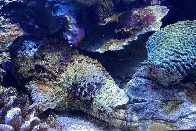 Private Hamad Port Tour in Mesaieed |Aquarium |Maritime Museum - Walking through the low-lit aquarium tunnels