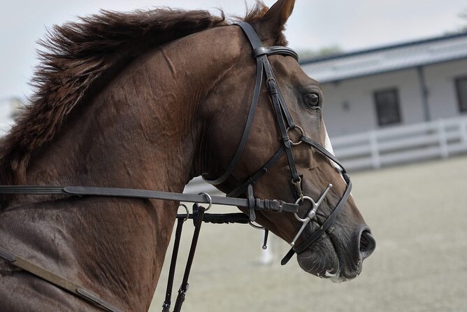Private Horse and Camel Riding Experience in Doha - From Doha to Al Adeead Stables