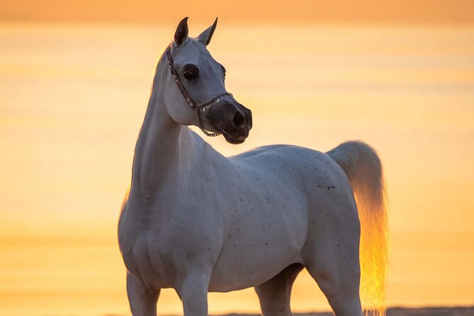 Private Horse and Camel Riding Experience in Doha - Sunrise and sunset are the smart choices