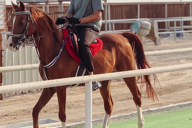Private Horseback Riding Experience in Doha - Key points to know before booking