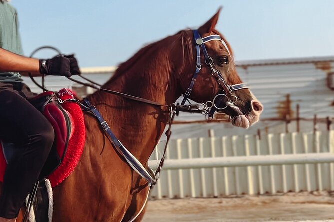 Private Horseback Riding Experience in Doha - Why horseback riding suits the Sealine Desert