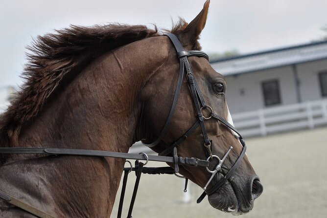 Private Horseback Riding Experience in Doha - The pickup from Doha and the drive south