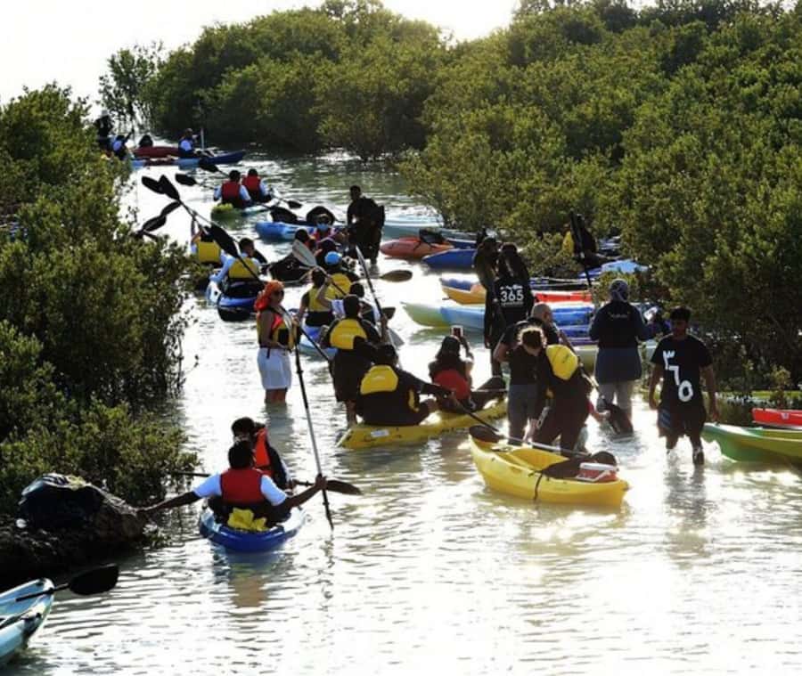 Qatar: Al Thakira Mangrove Forest Kayaking Tour - Key points to know before you book