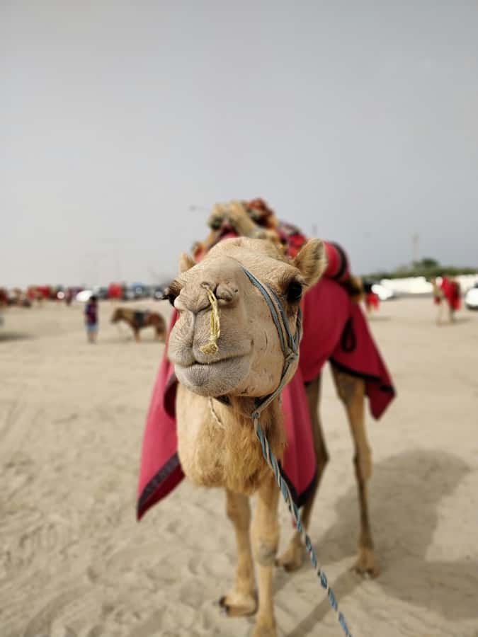 Qatar: Desert Safari, Camel Ride, Inland sea, Sandboarding - Is $19 a good value?
