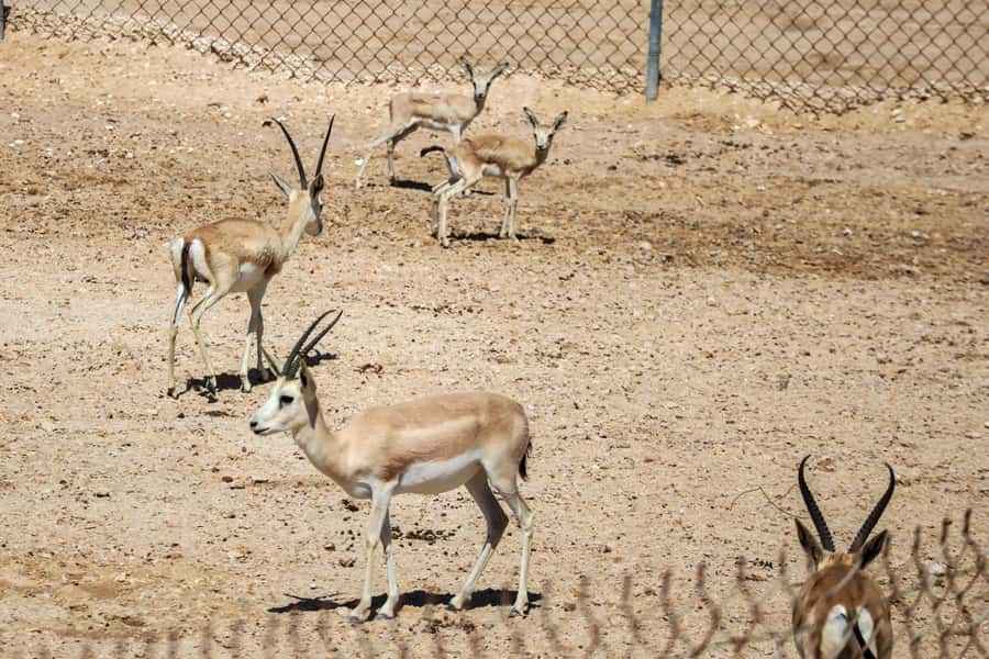 Qatar West Coast: Mushroom Rock & Camel Racing Experience - Key points to know before you book