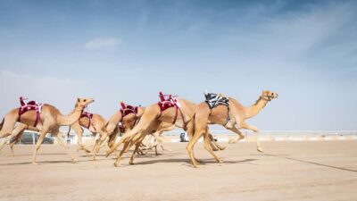 Qatar West Coast: Mushroom Rock & Camel Racing Experience