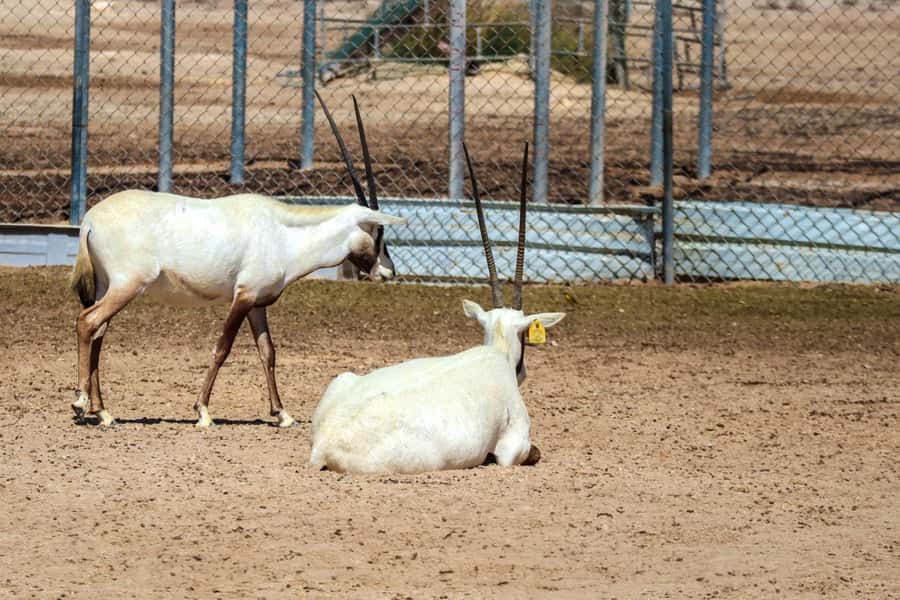 Qatar West Coast: Mushroom Rock & Camel Racing Experience - Film City, an Arabian village built for the screen