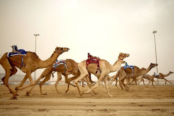 Qatar West Coast tour, Zekreet, Richard Serra Sculpture, Mushroom Rock Formation - Key points before you book
