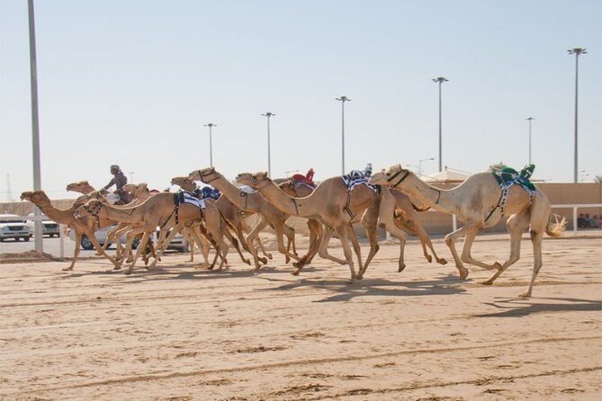 Sunset Keshta at Zekreet | Art, Adventure & Arabian Picnic - What to bring and what not to expect
