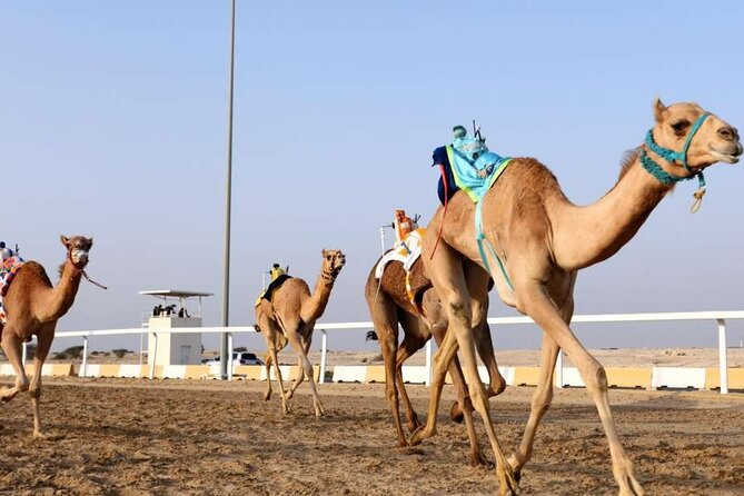 West Of Qatar, Mushroom Rocks, Camel Racing Track, Richard Serra - Al Shahaniya Camel Racing Track: Qatar’s living sport