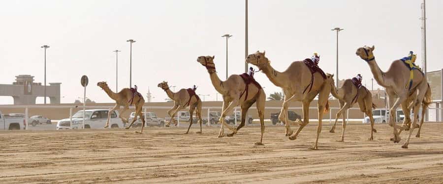 West of Qatar Richard Serra, Mushroom Hills, CamelRace track - Why this western Qatar outing is worth your time