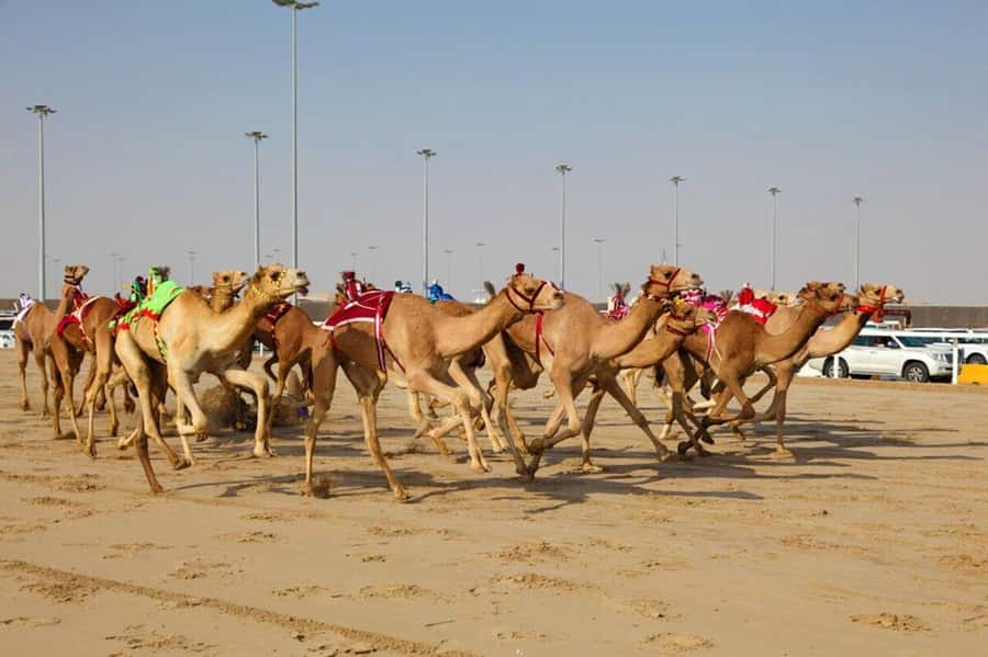 West of Qatar Richard Serra, Mushroom Hills, CamelRace track - Mushroom Hills and the strange Zekreet rocks