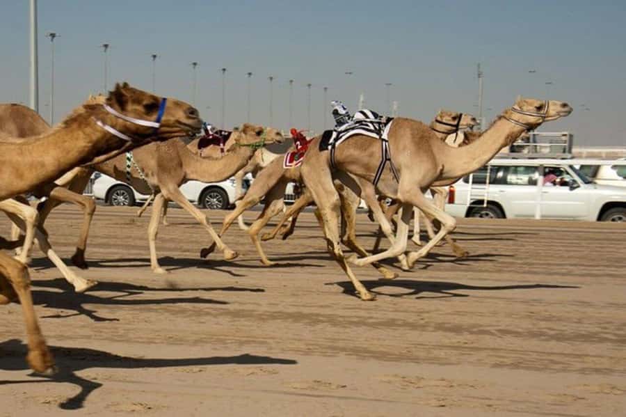West of Qatar Richard Serra, Mushroom Hills, CamelRace track - What the guides add to a short itinerary