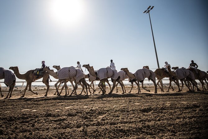West Of Qatar Richard Serra sculpture, Mushroom Hills,Camel track - The return to Doha and the real time commitment