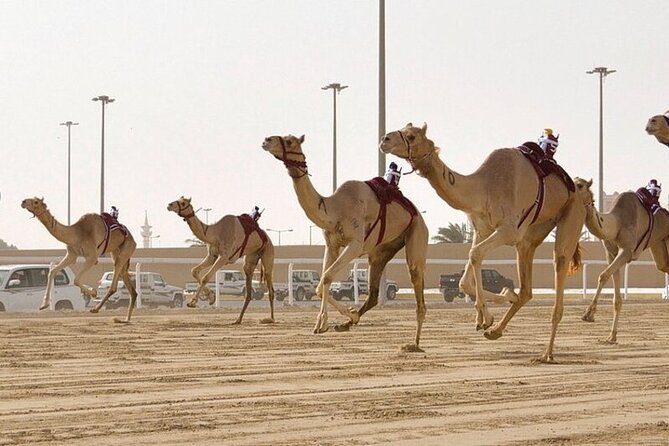 West Of Qatar Richard Serra sculpture, Mushroom Hills,Camel track - Al Shahaniya shows Qatar’s racing tradition