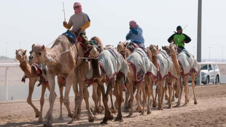 West Qatar-Doha Richard sierra,camel race,mushroom rock - Why this West Qatar tour works